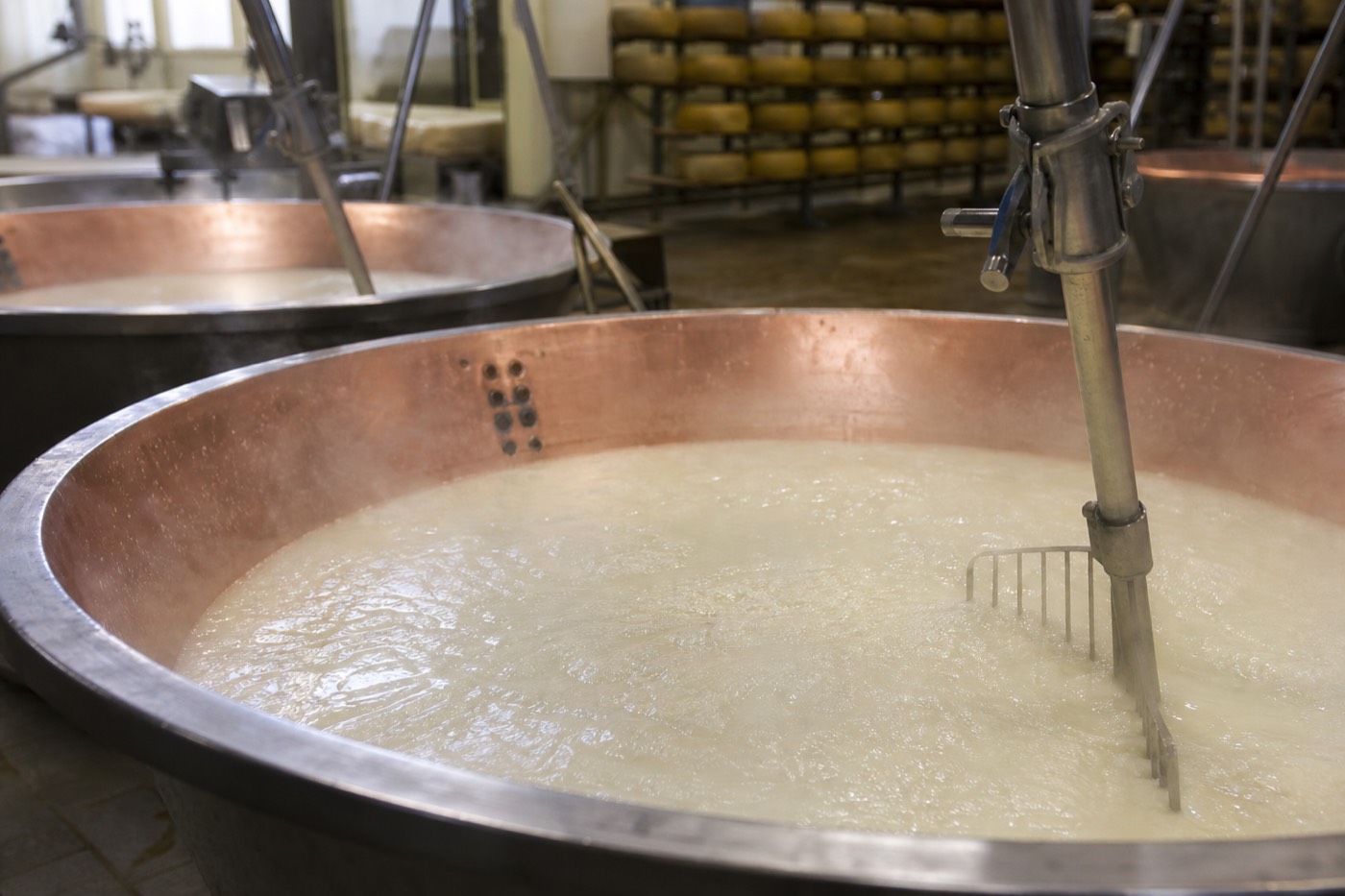 Rows of aged Parmigiano Reggiano wheels stacked on wooden shelves during a Parmigiano Reggiano factory tour in Parma