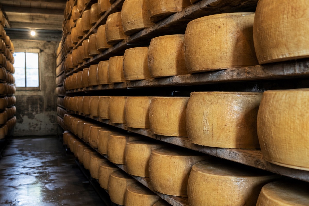 Wheels of Parmigiano Reggiano resting in an aging room seen on a cheese factory tour in Parma
